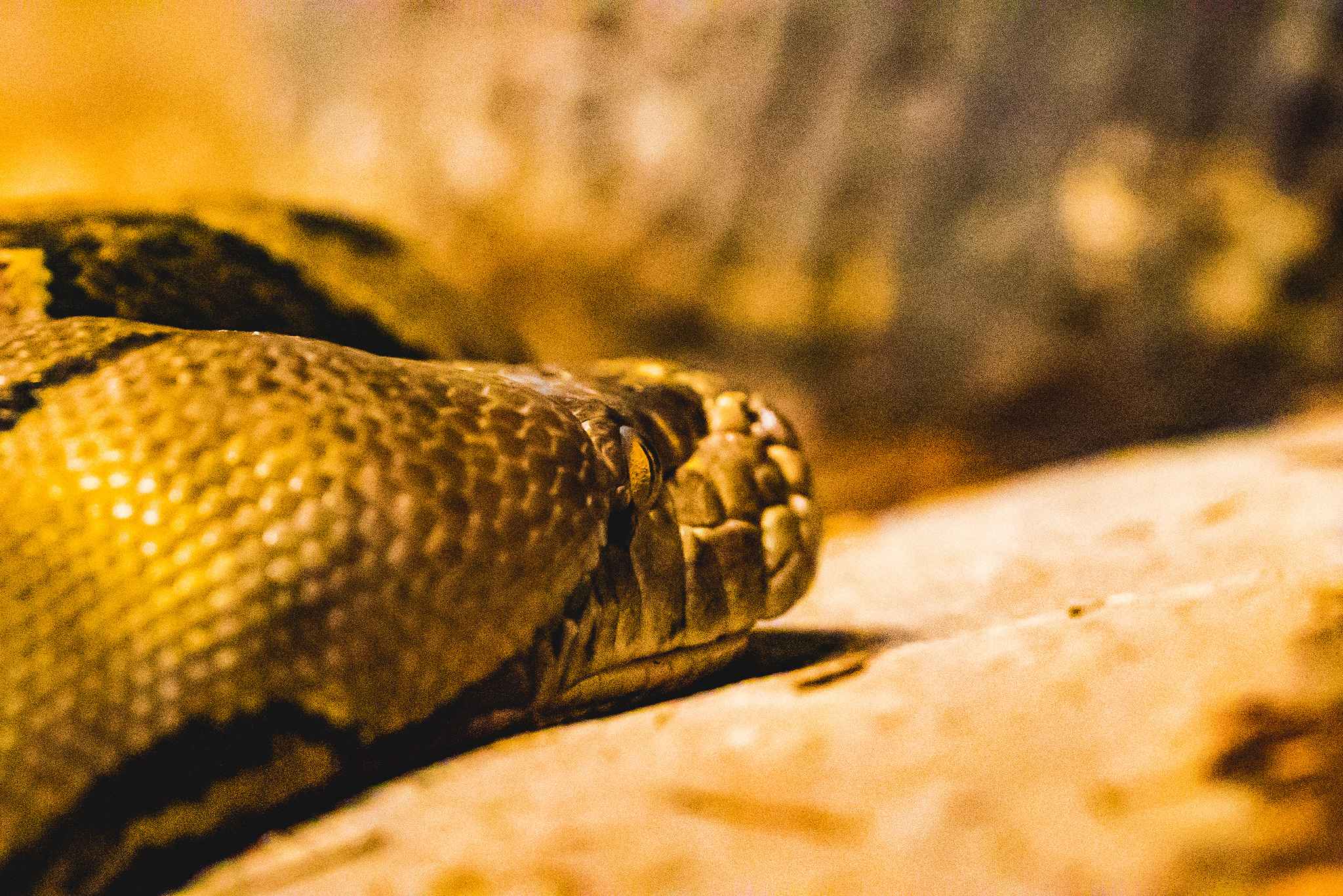 dustin-keeslar-portfolio-photography-fort-wayne-indiana-childrens-zoo1 dustin-keeslar-portfolio-photography-fort-wayne-indiana-childrens-zoo1