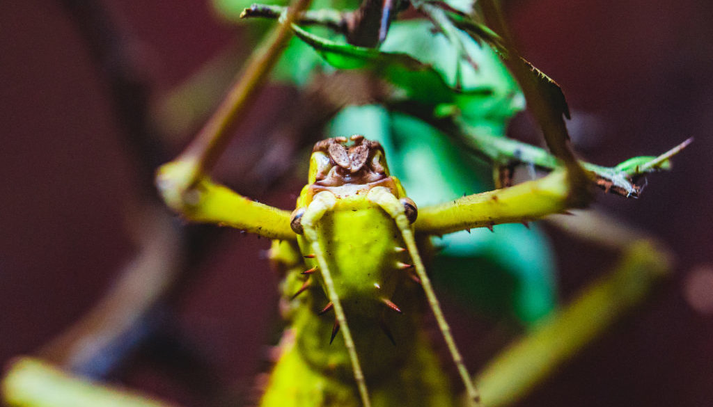 dustin-keeslar-portfolio-photography-fort-wayne-indiana-childrens-zoo3