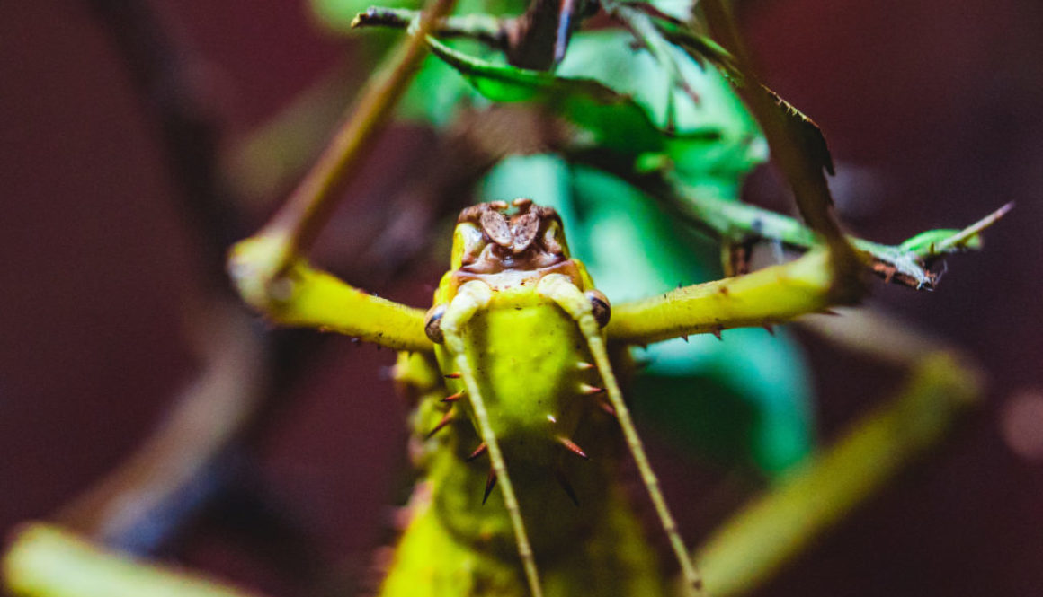 dustin-keeslar-portfolio-photography-fort-wayne-indiana-childrens-zoo3