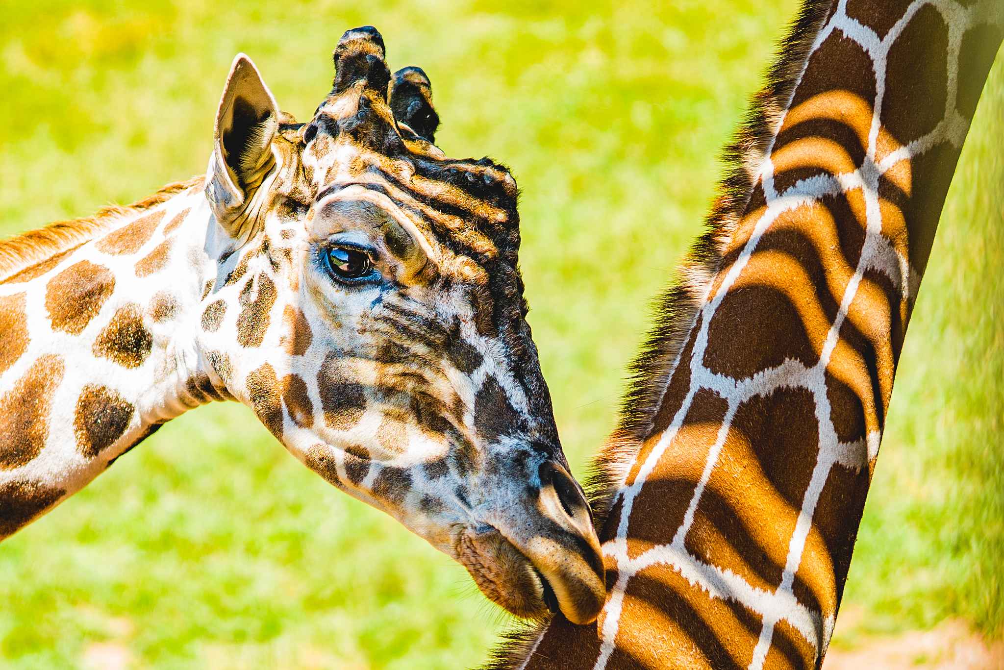 dustin-keeslar-portfolio-photography-fort-wayne-indiana-childrens-zoo5 dustin-keeslar-portfolio-photography-fort-wayne-indiana-childrens-zoo5