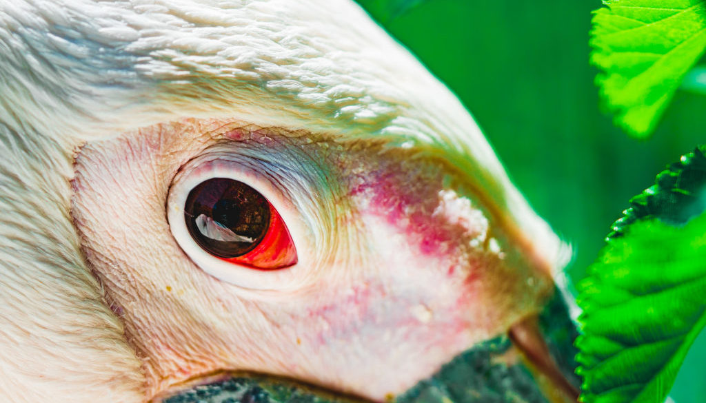 dustin-keeslar-portfolio-photography-fort-wayne-indiana-childrens-zoo6