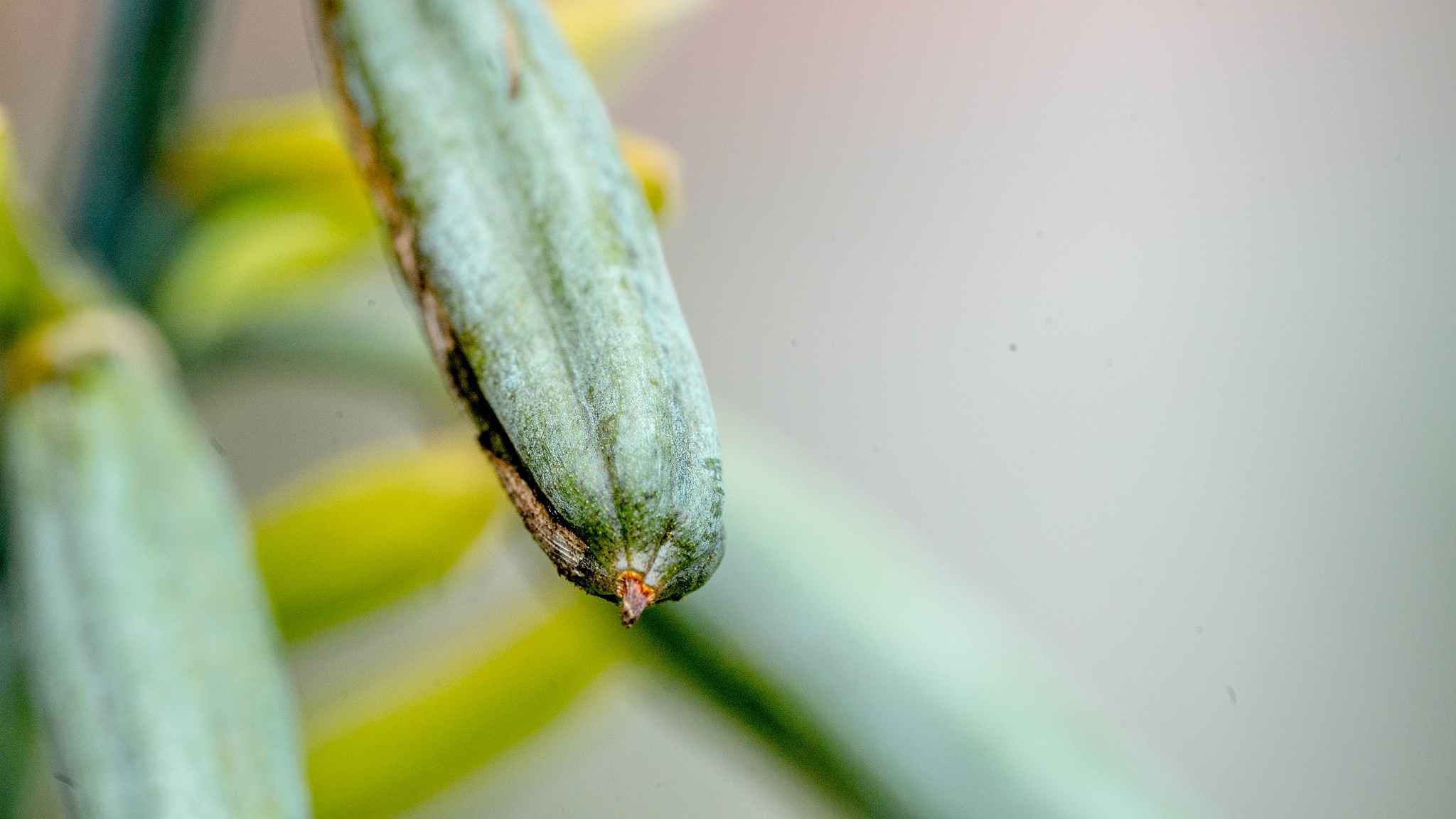 dustin-keeslar-portfolio-photography-fort-wayne-indiana-macro12 dustin-keeslar-portfolio-photography-fort-wayne-indiana-macro12