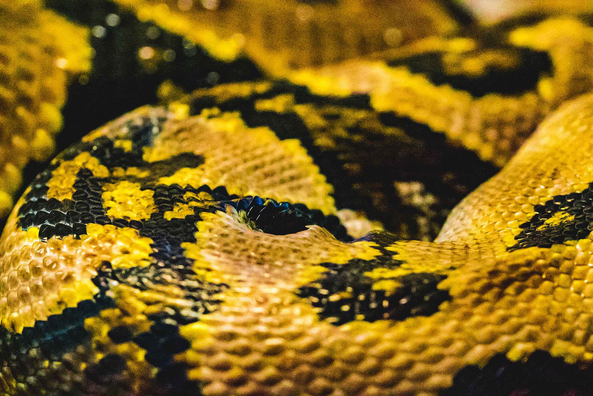 dustin-keeslar-portfolio-photography-fort-wayne-indiana-macro16 dustin-keeslar-portfolio-photography-fort-wayne-indiana-macro16