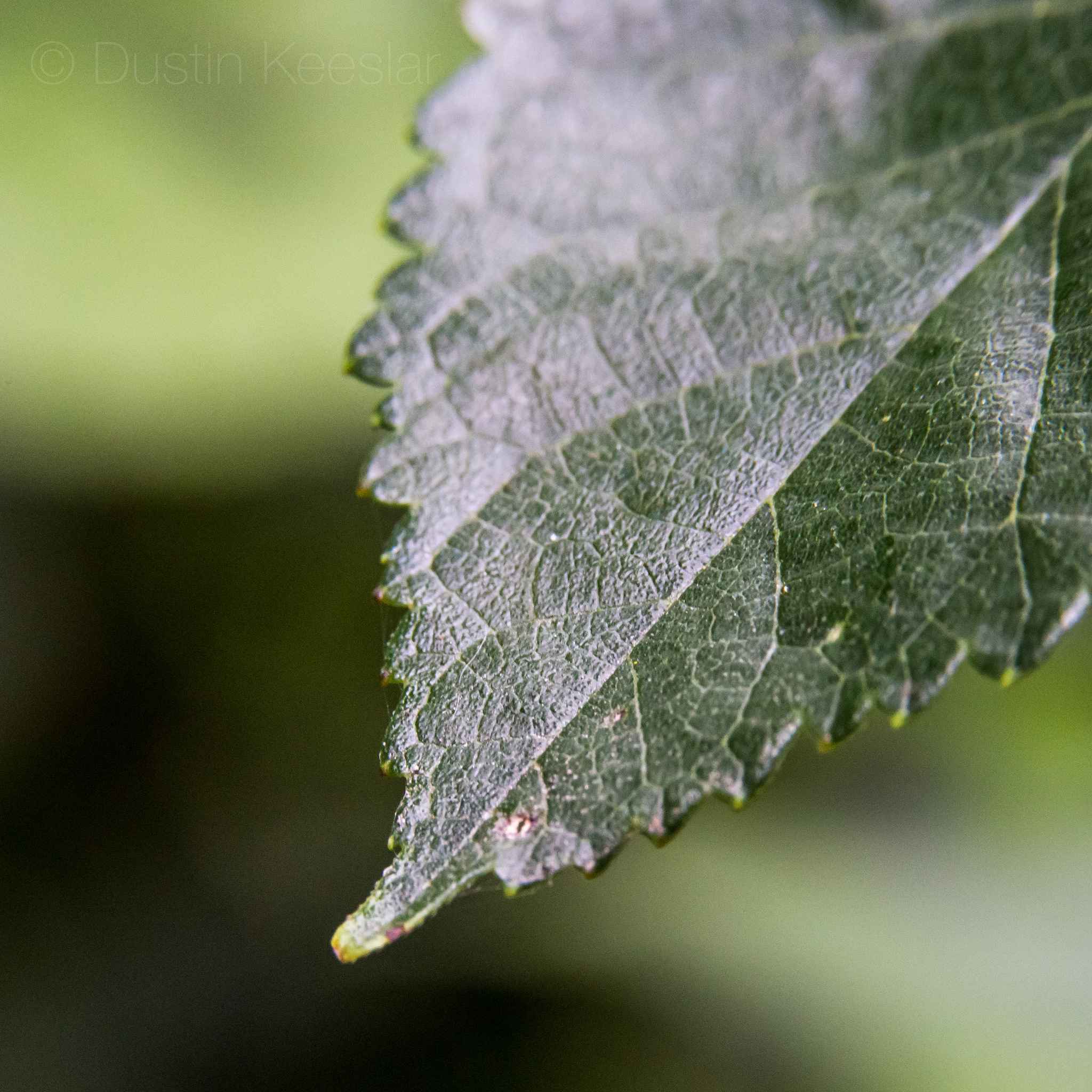 dustin-keeslar-portfolio-photography-fort-wayne-indiana-macro2 dustin-keeslar-portfolio-photography-fort-wayne-indiana-macro2